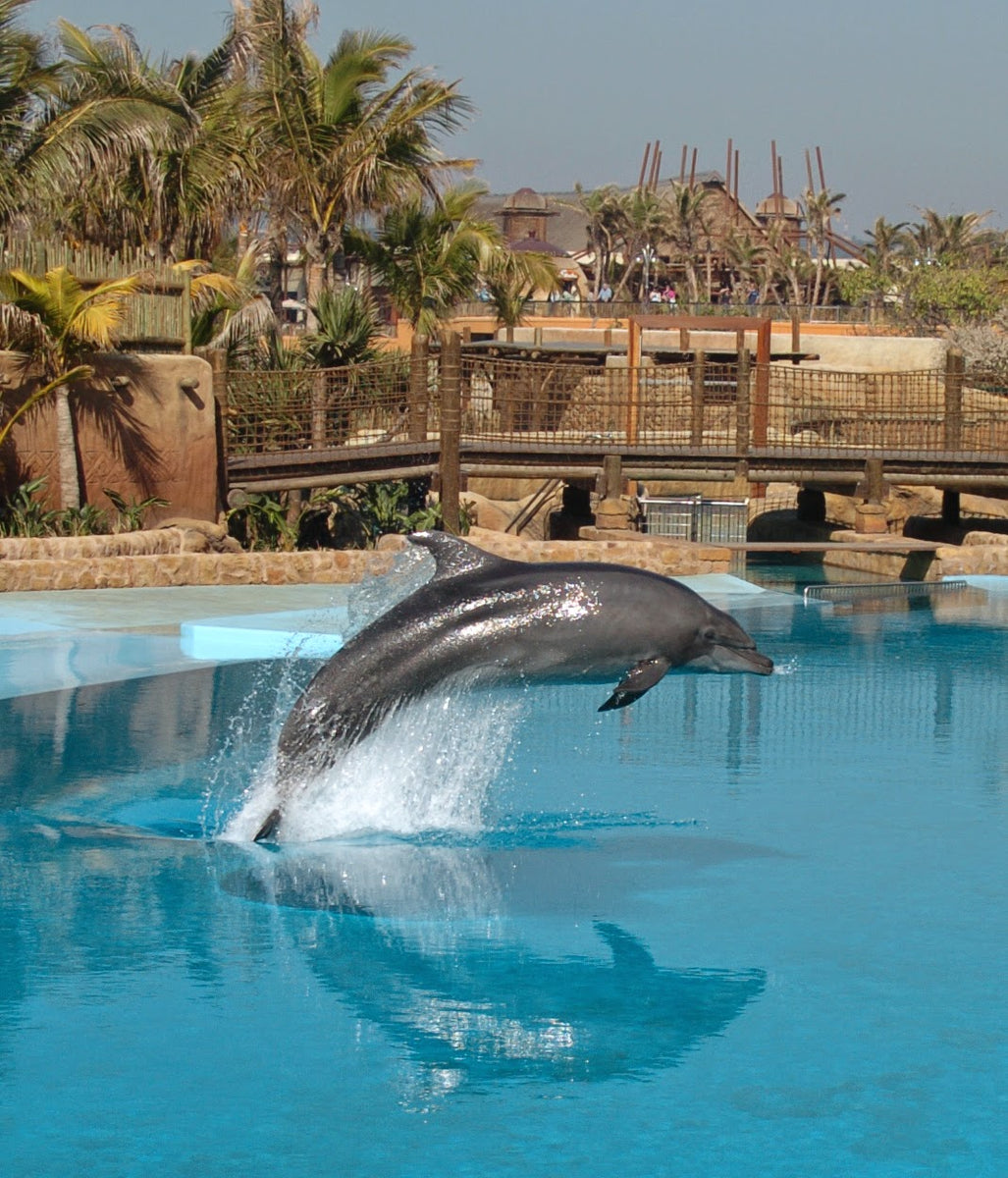 uShaka Marine World mourns the passing of Gambit, the dolphin – iloveza.com