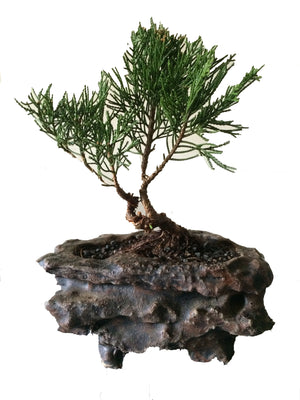 Bonsai Chamaecyparis Pisifera (Sawara Cypress) - iloveza.com - 1